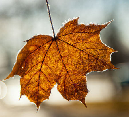 Maple leaf on neutral background - macro shotの写真素材