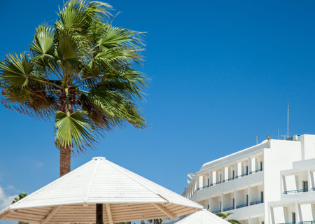 Beach palms - closeup shotの写真素材