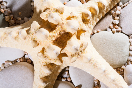 Sea stones background and a starfish - macro shotの写真素材
