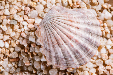 Seashells background - macro shot of beautiful seashellsの写真素材