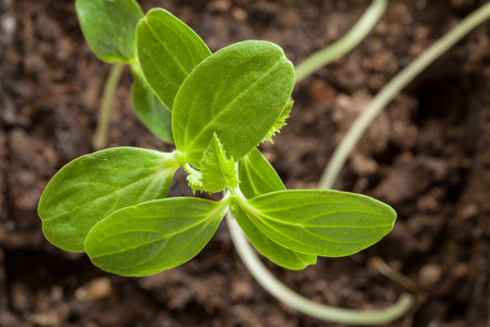 Young sprout of a cucumber, closeup shotの写真素材
