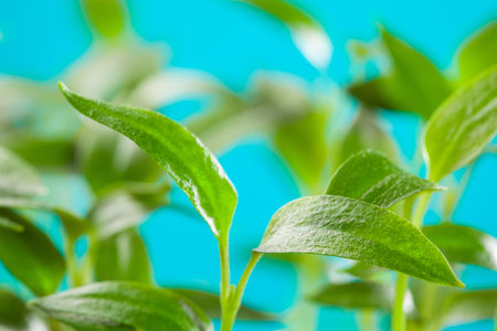 Many young sprouts of tomato, closeup shot