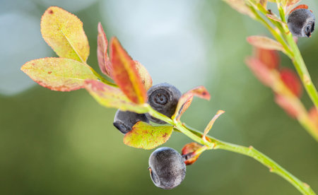 Vaccinium myrtillus (bilberry); macro shotの写真素材