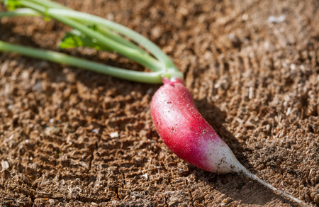 Fresh radish on wooden backgroundの写真素材
