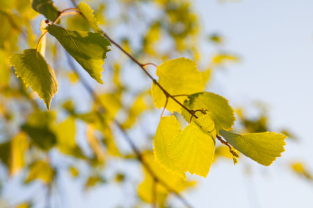 Closeup of birch leaves in sunlightの写真素材