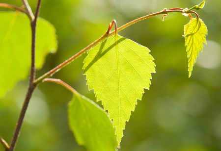 Beautiful young spring birch branch in a sunny forest - closeup shotの写真素材