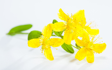 Fresh Hypericum Perforatum (St.-John's wort) on white backgroundの写真素材