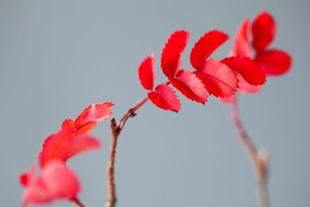 Closeup of a branch with bright red leaves on gray background, elements of Christmas decoration