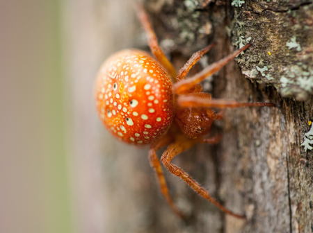 Orange spider on natural backgroundの写真素材