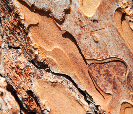 Closeup shot of pine's barkの写真素材