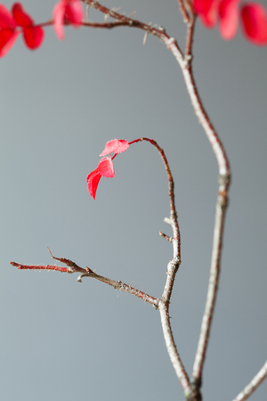 Closeup of a branch with bright red leaves on gray background, elements of Christmas decorationの写真素材