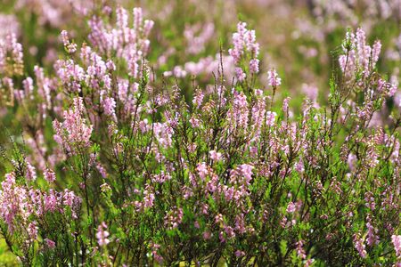 Beautiful natural forest view with heather on the foreground, under the sunlightの写真素材