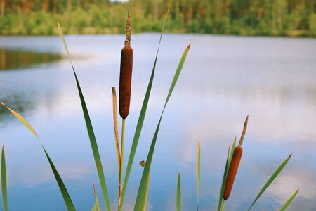Bright closeup illustrative shoot of the reeds on the forest lake in the wild nature, inder the sunlightの写真素材