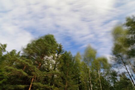 The moody view of the trees under the wind in front of the flying cloudsの写真素材