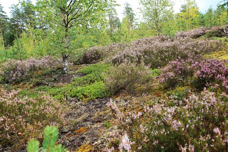 Beautiful natural forest view with heather on the foregroundの写真素材