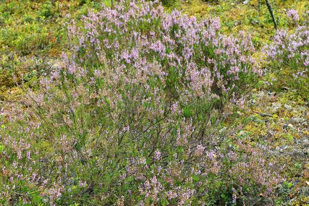 Beautiful natural forest view with heather on the foregroundの写真素材