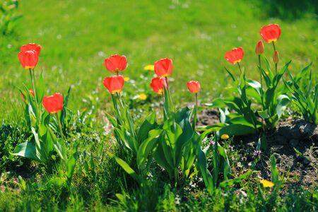 Red tulips in the garden, bright pictureの写真素材
