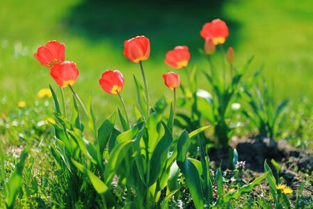 Red tulips in the garden, bright pictureの写真素材