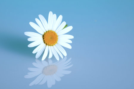 Chamomile on the blue background