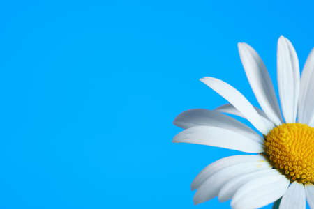 Beautiful daisy flower on blue backgroundの写真素材