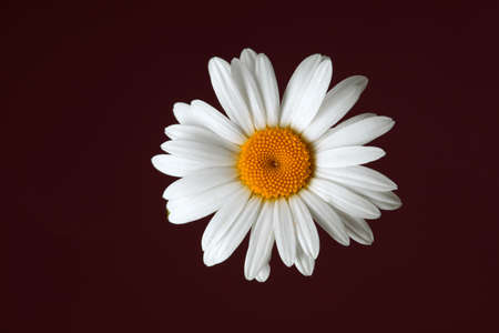 Beautiful daisy flower on dark backgroundの写真素材