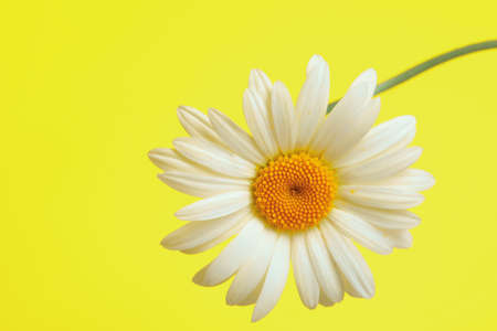 Beautiful daisy flower on yellow backgroundの写真素材