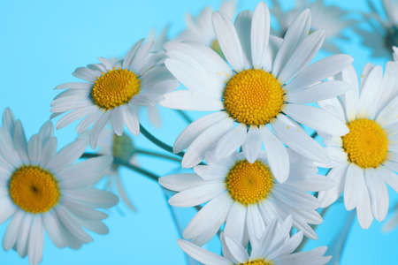 Beautiful daisy flower on blue backgroundの写真素材
