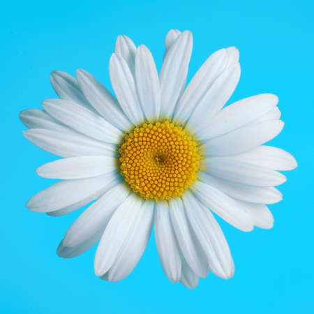 Beautiful daisy flower on blue backgroundの写真素材