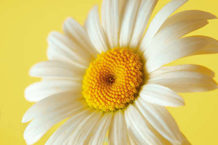 Beautiful daisy flower on yellow backgroundの写真素材