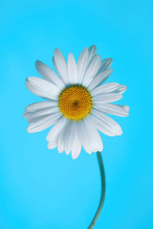 Beautiful daisy flower on blue backgroundの写真素材