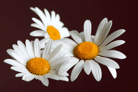 Beautiful daisy flowers on dark backgroundの写真素材