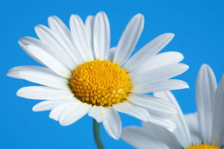 Beautiful daisy flowers on blue backgroundの写真素材