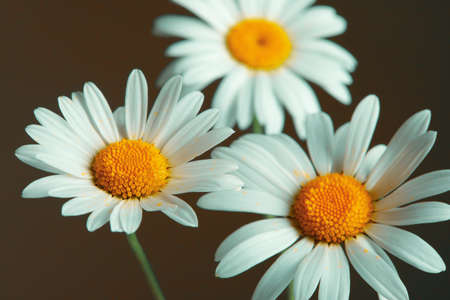 Beautiful daisy flowers on dark backgroundの写真素材