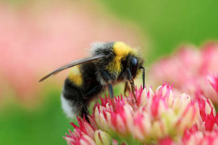 Bright macro shoot of the bumblebee sitting on the colourful flowerの写真素材