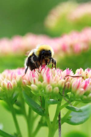 Bright macro shoot of the bumblebee sitting on the colourful flowerの写真素材