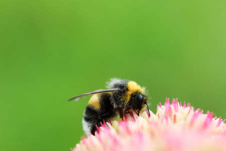 Bright macro shoot of the bumblebee sitting on the colourful flowerの写真素材