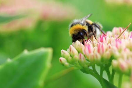 Bright macro shoot of the bumblebee sitting on the colourful flowerの写真素材