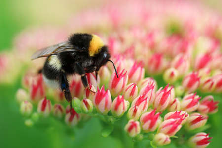 Bright macro shoot of the bumblebee sitting on the colourful flowerの写真素材