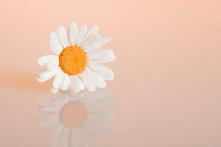 Chamomiles on the backgroundの写真素材