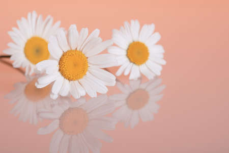 Chamomiles on the backgroundの写真素材