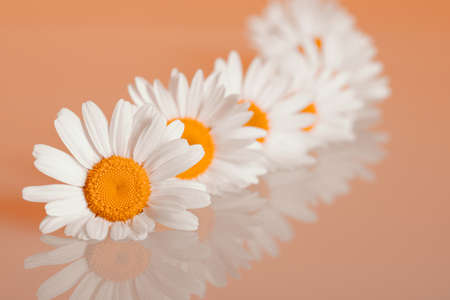 Chamomiles on the backgroundの写真素材