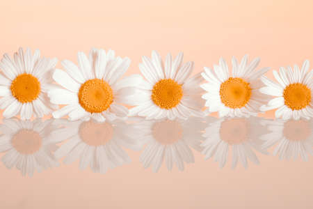 Chamomiles on the backgroundの写真素材