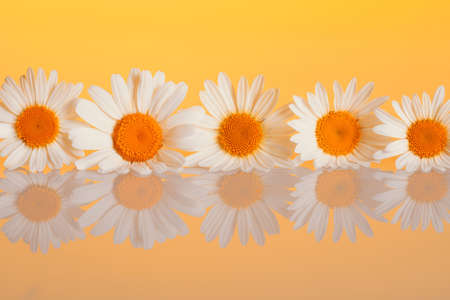 Chamomiles on the backgroundの写真素材
