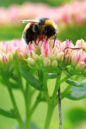 Bright macro shoot of the bumblebee sitting on the colourful flowerの写真素材