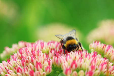 Bright macro shoot of the bumblebee sitting on the colourful flowerの写真素材