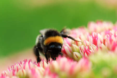 Bright macro shoot of the bumblebee sitting on the colourful flowerの写真素材
