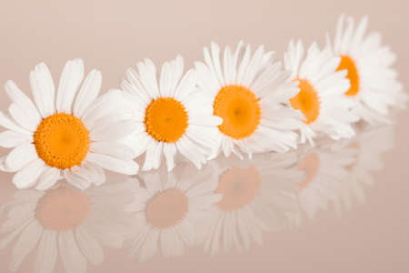 Chamomiles on the backgroundの写真素材