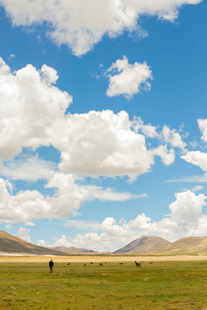 Mountains in highlands of Argentina with lamas or guanacos