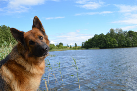 German Shepheard near a lakeの写真素材
