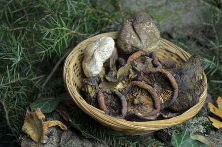 dried mushrooms natural bio organic